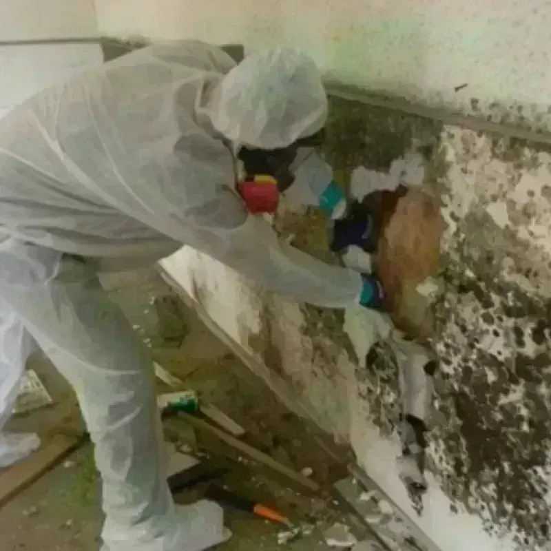 Mold Remediation and Removal in Presidio, TX